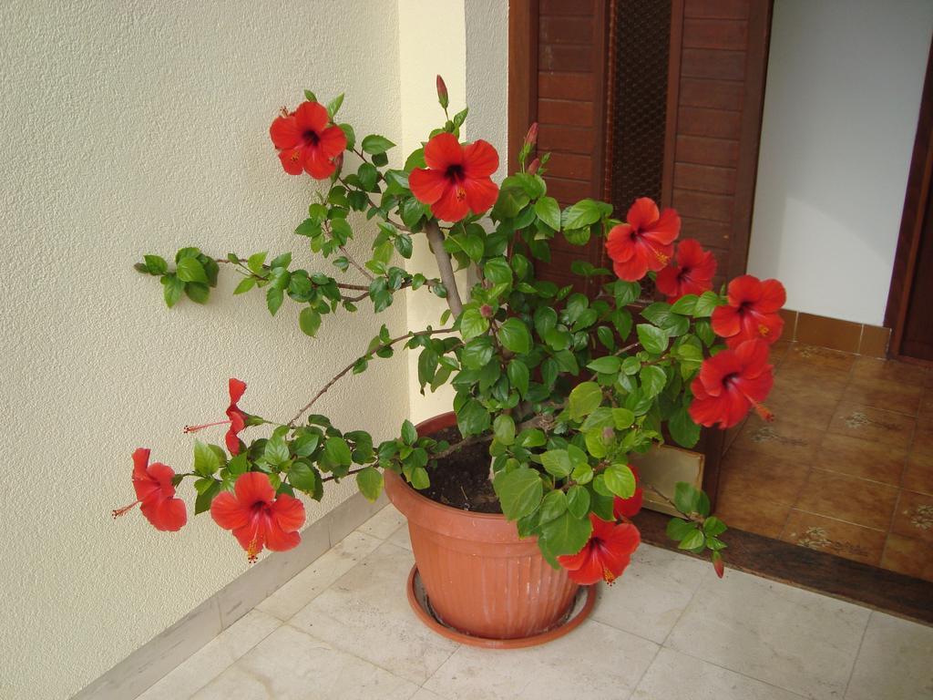 Apartment Adela كوتور المظهر الخارجي الصورة